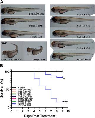 Tibetan medicine salidroside improves host anti-mycobacterial response by boosting inflammatory cytokine production in zebrafish